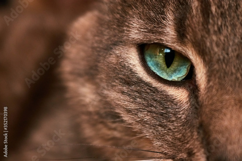 beautiful cat eye