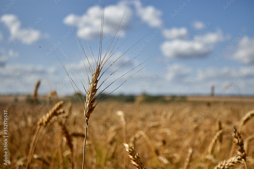Ear of wheat, macro photo Ear of wheat, macro photo