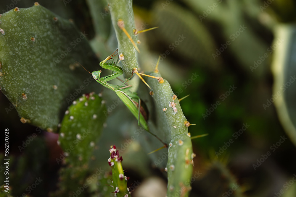 Green mantis is looking for prey on a cactus Green mantis is looking for prey on a cactus
