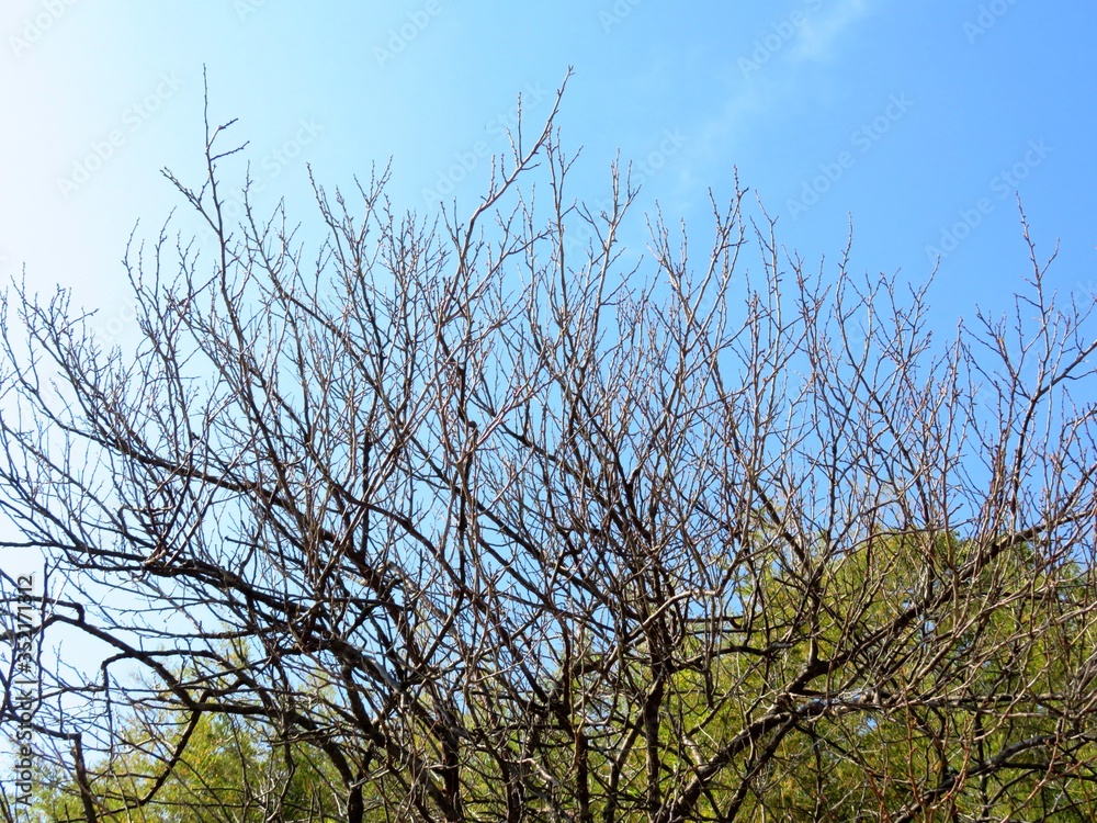 日本の田舎の風景　12月　裸木と青空