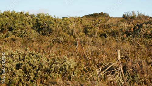 Camouflage Kangaroo in Bush
