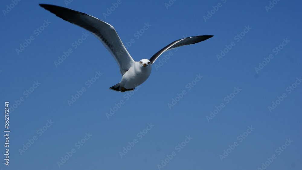 Staring Seagull in Blue sky freedom Staring Seagull in Blue sky freedom