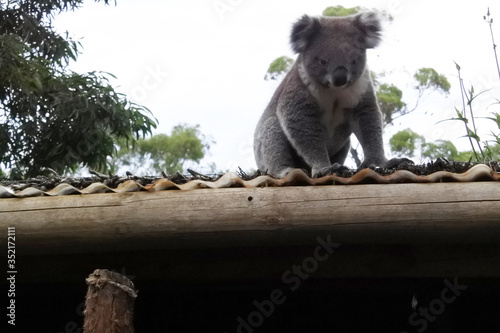 Koala on roof
