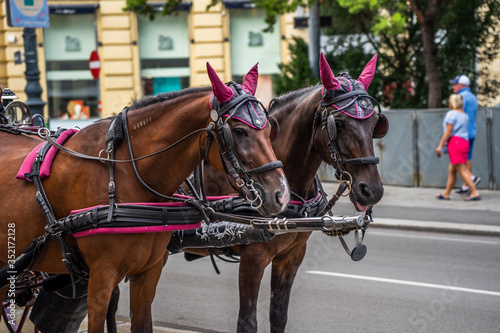 Famous street horse carriage in Vienna Wien, Austria.