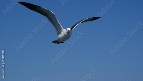 Staring Seagull in Blue sky freedom