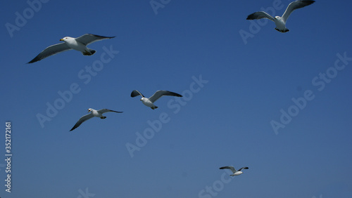Seagull group in blue sky