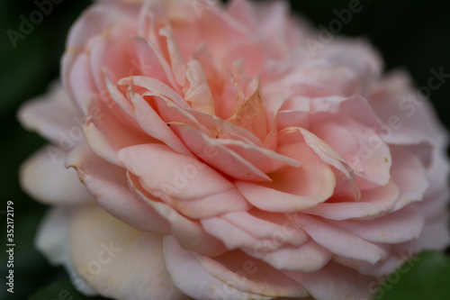 close-up of a blooming rose in pink