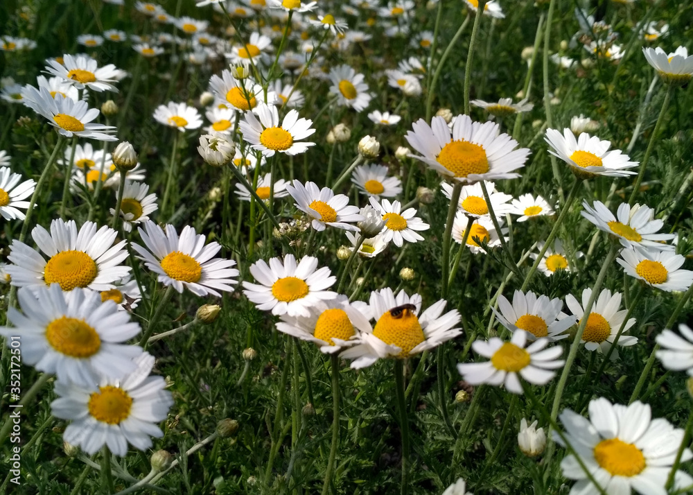 Chamomile field in the backyard Chamomile field in the backyard