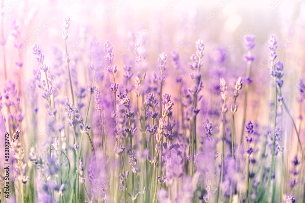 Fototapeta Selective and soft focus on lavender, beautiful flowering lavender flowers, lavendel lit by sunlight