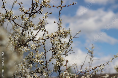 branches of a tree against the sky