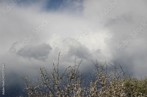 storm clouds over the forest