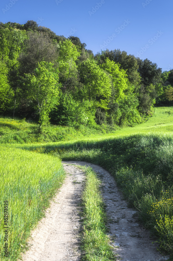 Green nature on a beautiful sunny day