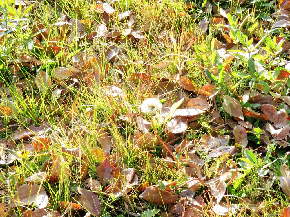Fototapeta premium 日本の田舎の風景 12月 初冬の草原