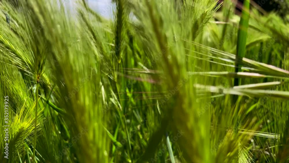 Camera moving in the grass on a windy day Camera moving in the grass on a windy day