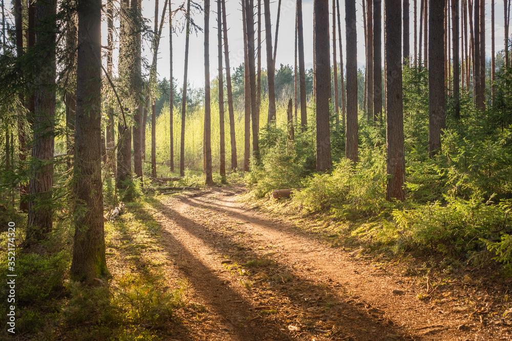 Fototapeta premium Forest trail