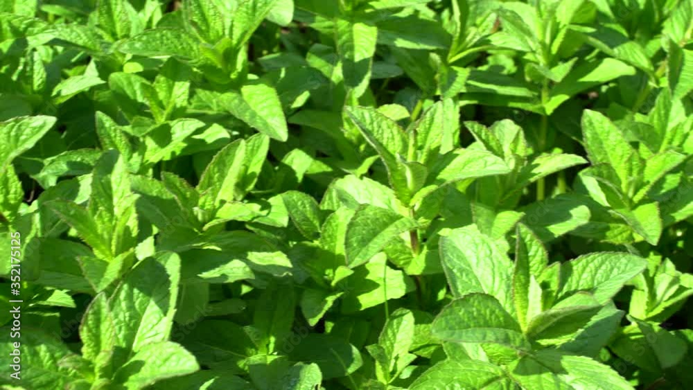Young growing mint in the garden bed,springtime.
