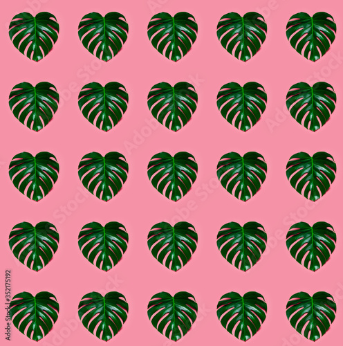 Green leaf monstera on a pink background. Heart shape