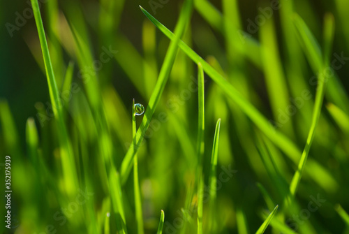dew drop on green spring grass