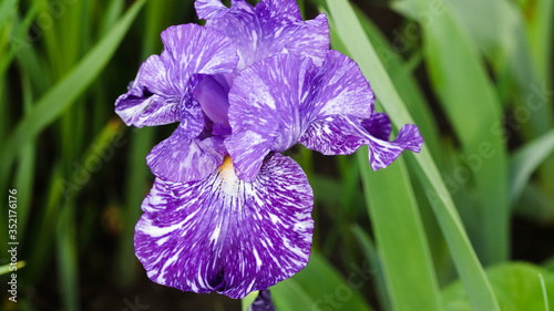 once this Blue bearded iris blossom opens up the flower turns purple within a day
