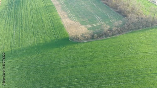 Aerial lookaround view on small spring wheat fields and tree lanes photo