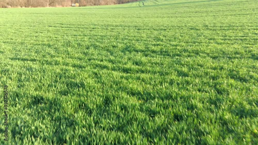 Low level flight video above spring wheat field towards tree lane Low level flight video above spring wheat field towards tree lane