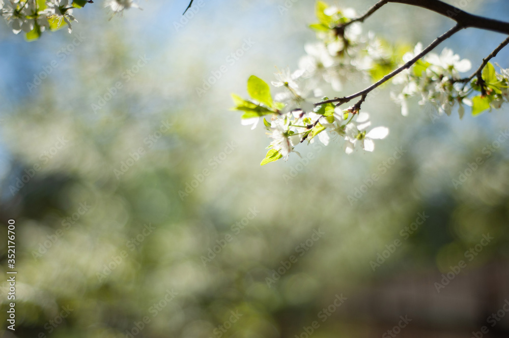 Branches of the cherry blossoms in the garden Branches of the cherry blossoms in the garden