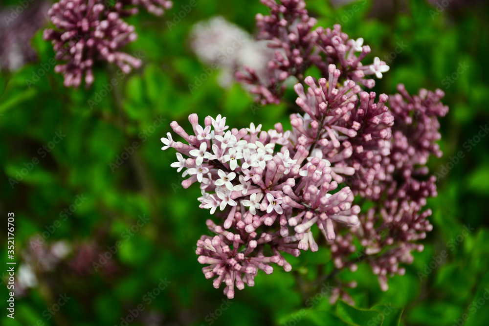 Tender and beautiful lilacs bloomed on a sunny and warm day Tender and beautiful lilacs bloomed on a sunny and warm day