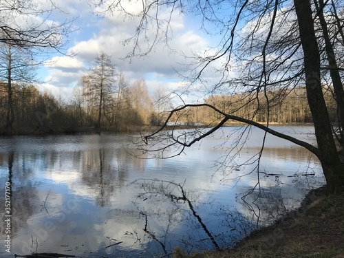 Green trees by the lake on a sunny day, with clouds on the sky