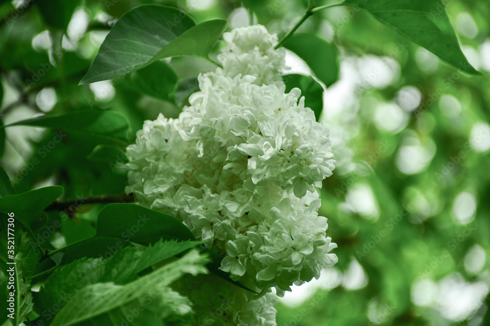 Tender and beautiful lilacs bloomed with white flowers on a sunny and warm day. Tender and beautiful lilacs bloomed with white flowers on a sunny and warm day.