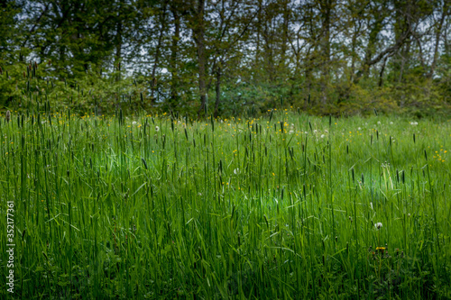 Fresh Green Grass In Spring © Sunnydays
