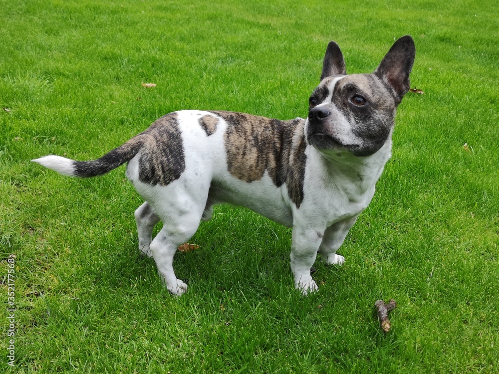 Chibull seen from the side, cross between French bulldog and chihuahua. Chibull seen from the side, cross between French bulldog and chihuahua.