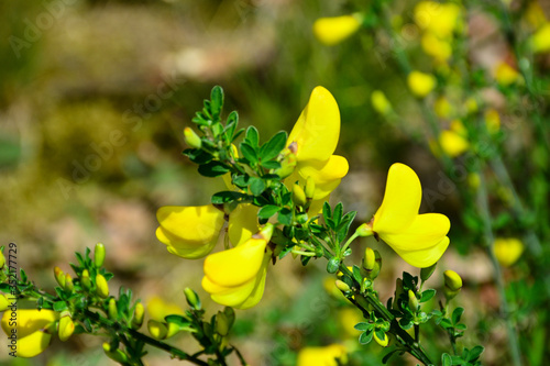 Beautiful, delicate flowers on a blossomed shrub in the forest