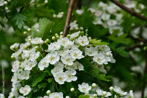 Beautiful, delicate flowers on a blossomed shrub in the forest
