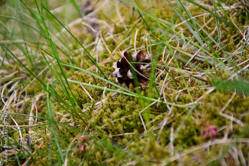 Green moss in the forest around the trees