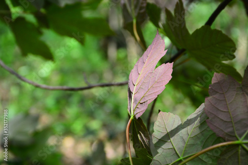 Young leaves on trees in a city park