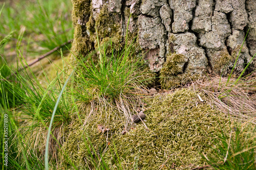 Green moss in the forest around the trees