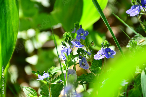 Delicate and beautiful blue flowers bloomed on a sunny and warm day.