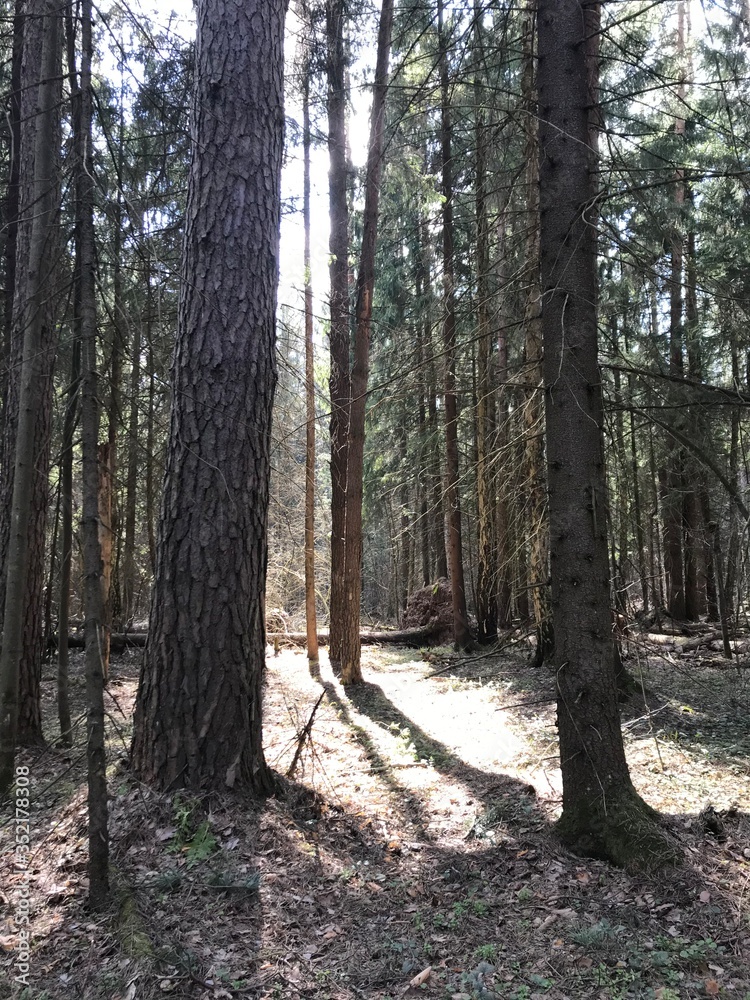 A mixed forest at summer sunny day, beautiful landscape A mixed forest at summer sunny day, beautiful landscape