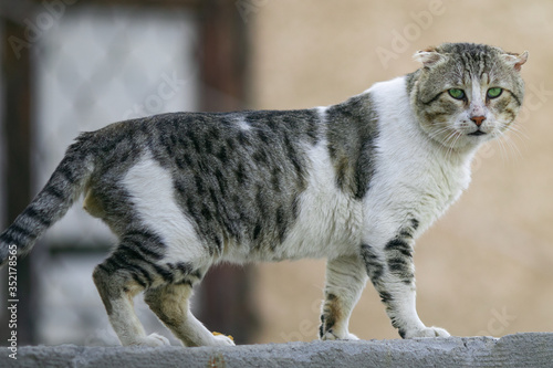 cat, kitten, animal, pet, cute, feline, domestic, portrait, eyes, fur, tabby, pets, white, adorable, mammal, kitty, animals, small, young, looking, eye, cats, nature, baby, whiskers