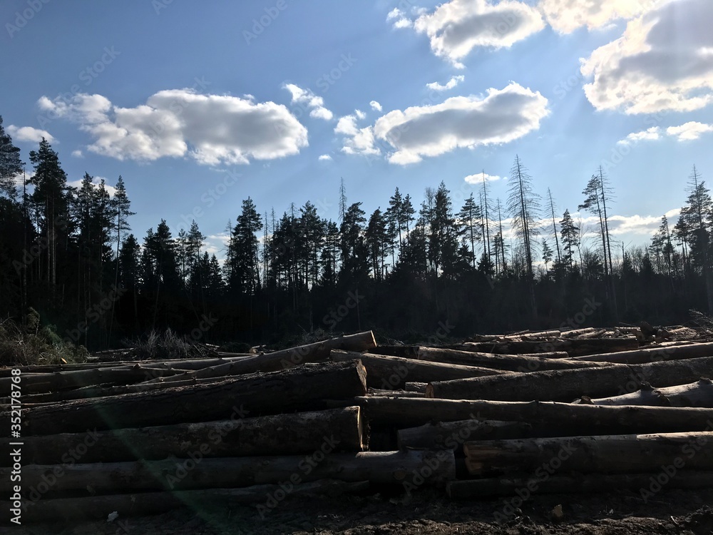 industrial deforestation. The wood lies in a clearing in the forest industrial deforestation. The wood lies in a clearing in the forest