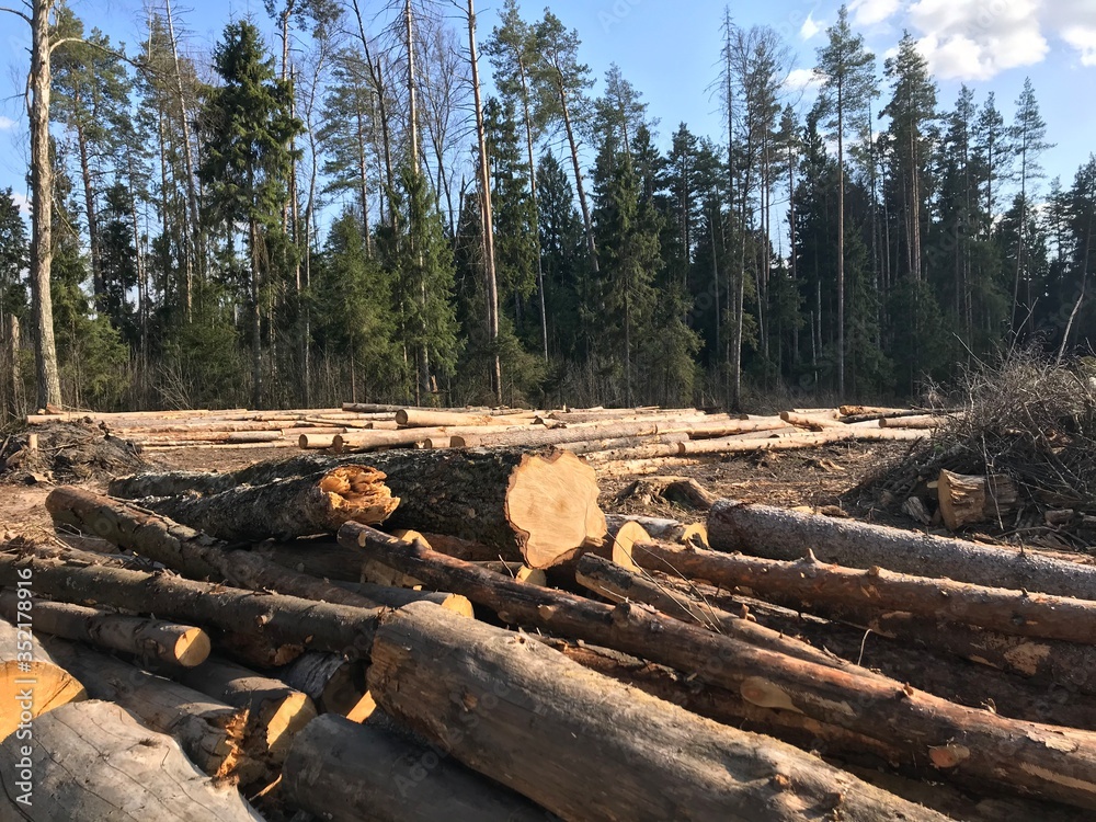 industrial deforestation. The wood lies in a clearing in the forest industrial deforestation. The wood lies in a clearing in the forest