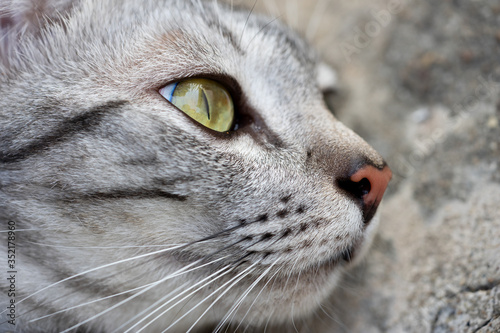 Close-up eyes American Shorthair cat