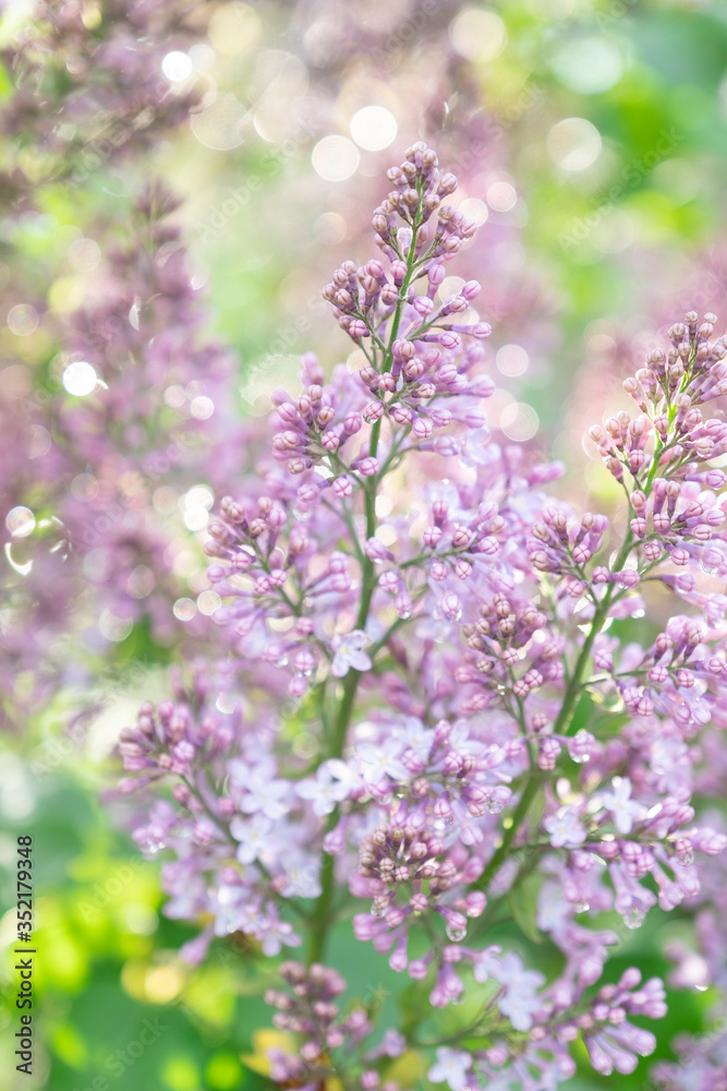 Lilac blossom in sunny spring may day. Background image with space for text Lilac blossom in sunny spring may day. Background image with space for text