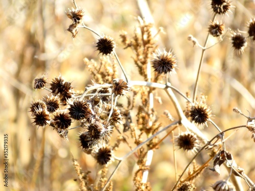 日本の田舎の風景　12月　引っ付き虫　アメリカセンダングサの種子 © 史恵 堤