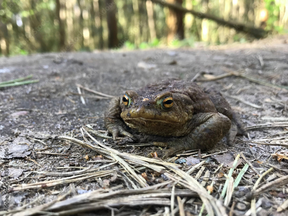 Obraz premium frog close up. A frog in the forest sits and croaks
