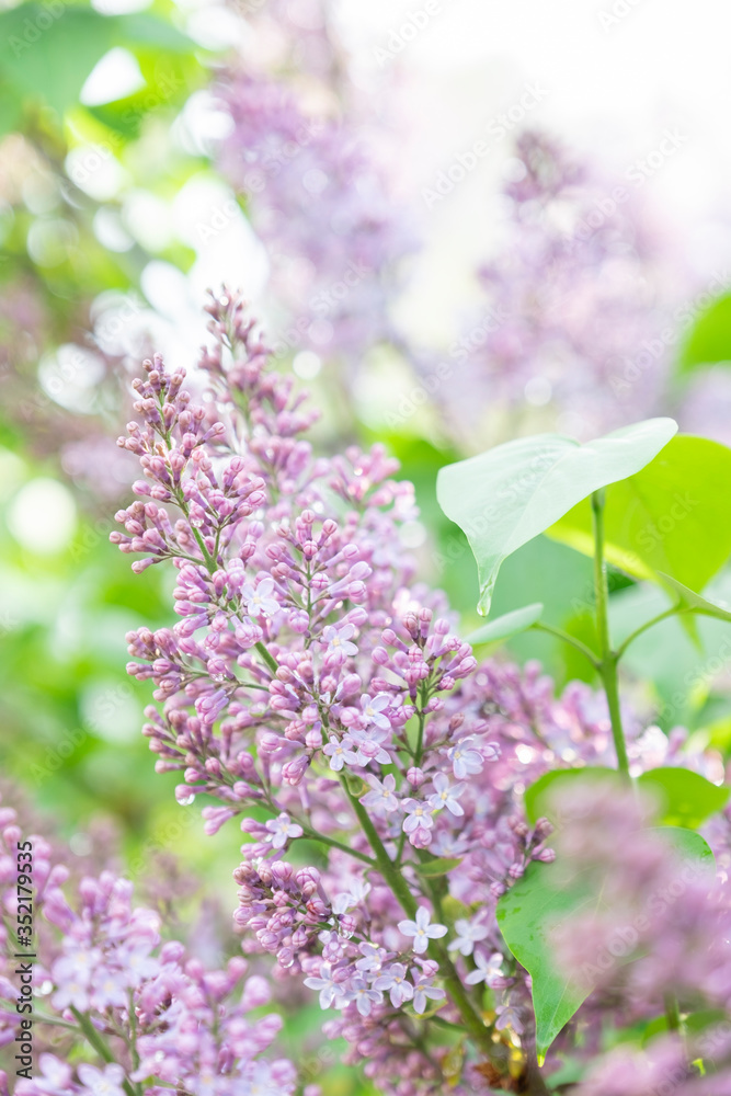 Lilac blossom in sunny spring may day. Background image with space for text Lilac blossom in sunny spring may day. Background image with space for text