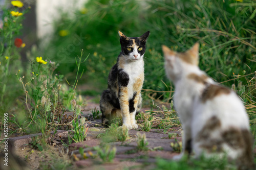 cat, kitten, animal, pet, cute, feline, domestic, portrait, eyes, fur, tabby, pets, white, adorable, mammal, kitty, animals, small, young, looking, eye, cats, nature, baby, whiskers