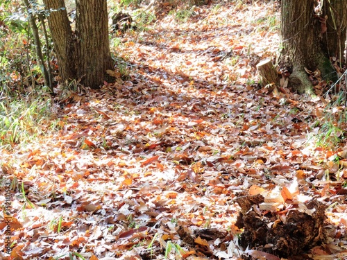 日本の田舎の風景 12月 落ち葉 山への田舎道