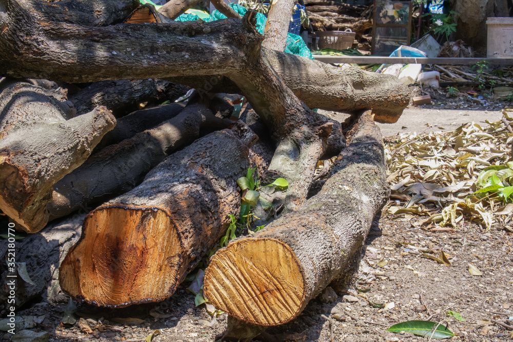 timber timber