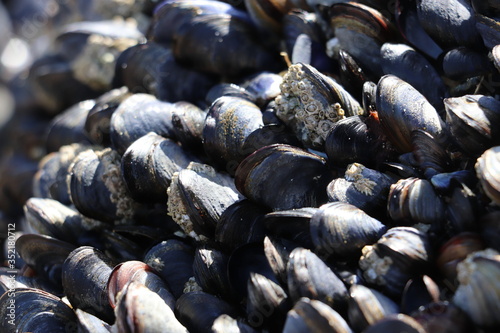 Mussels with Barnacles attached to shells at the beach 